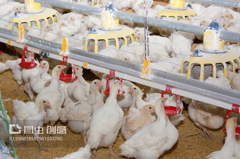 現代家禽飼養 肉蛋雞養殖場的規范化運營與技術要點