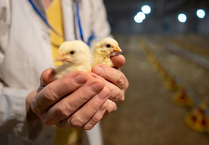 守護羽翼下的生命 一位資深女獸醫與家禽飼養場的不解之緣