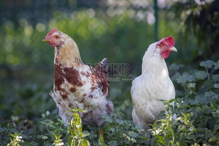 農場上的雞家禽的概念生物農場上的搞笑鳥放養家禽飼養雞只院子里的